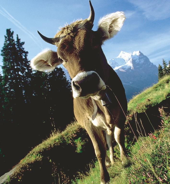 Mountain Lodge Urweider Innertkirchen Dış mekan fotoğraf